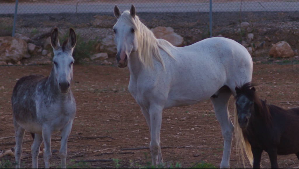 APAC Caballos Rescue Horses