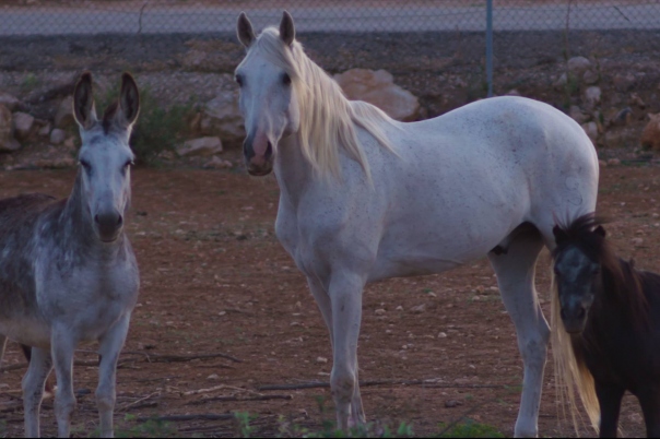 APAC Caballos Rescue Horses