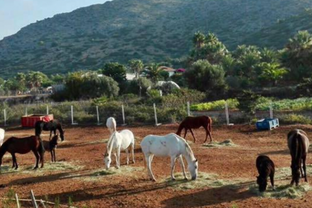 APAC Caballos Rescue Horses