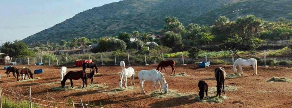 APAC Caballos Rescue Horses