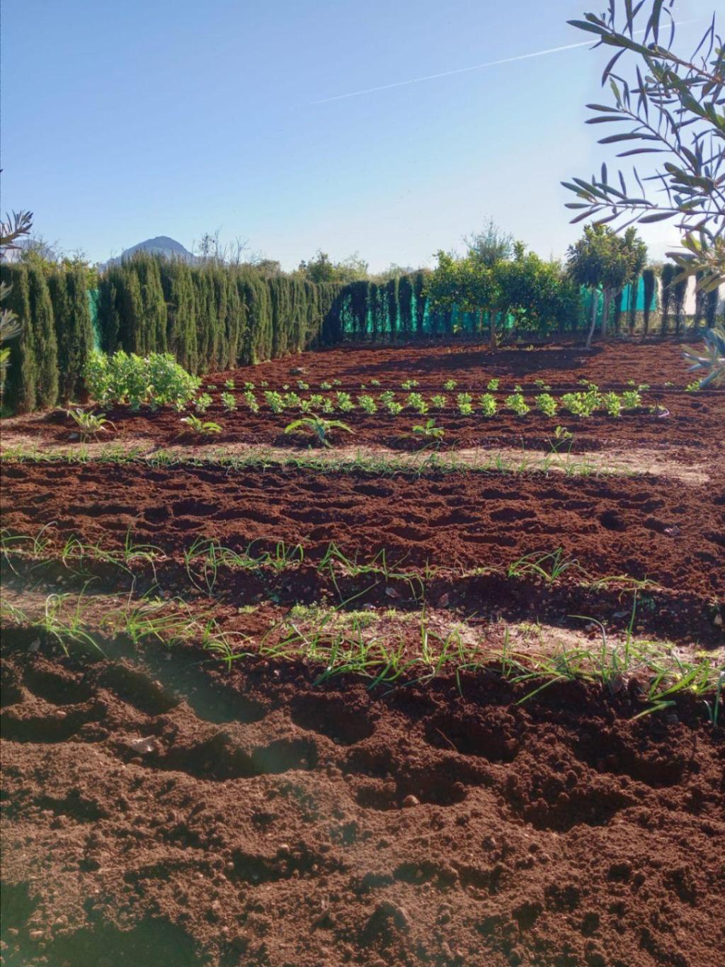 2 bed finca in Ondara