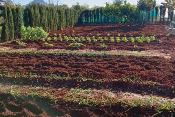 2 bed finca in Ondara