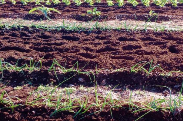 2 bed finca in Ondara