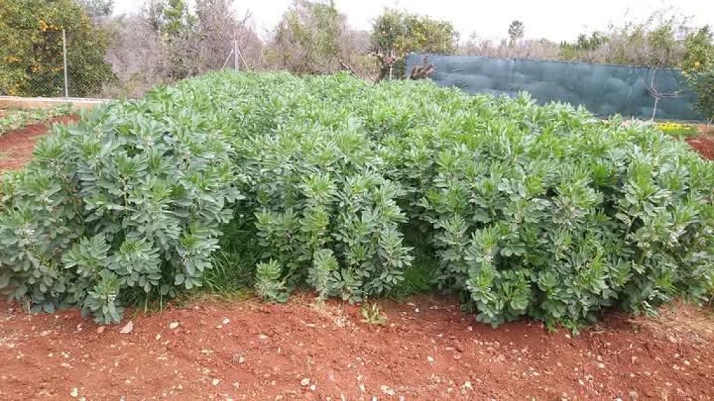 2 bed finca in Ondara