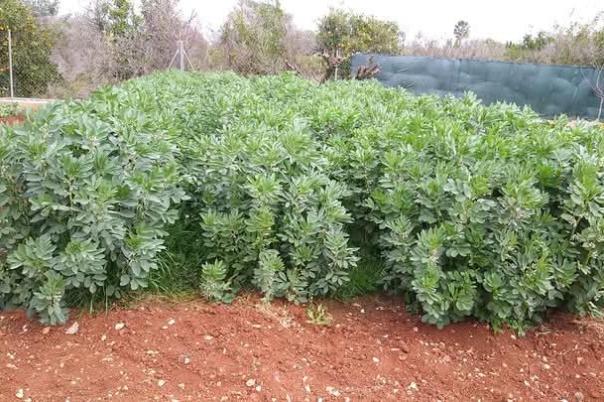 2 bed finca in Ondara