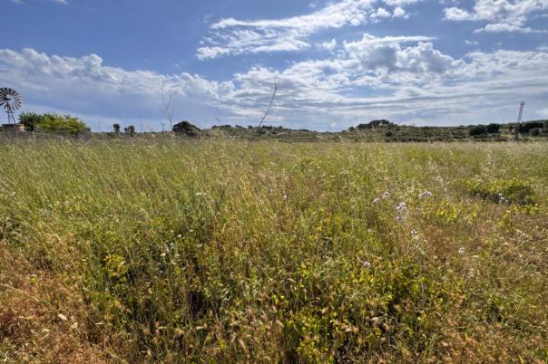 plot in Benissa