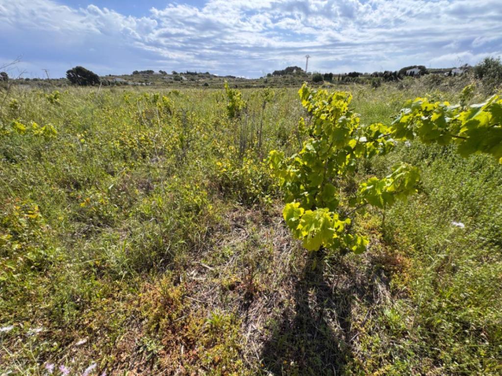 plot in Benissa