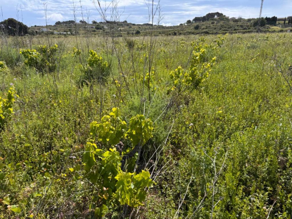 plot in Benissa