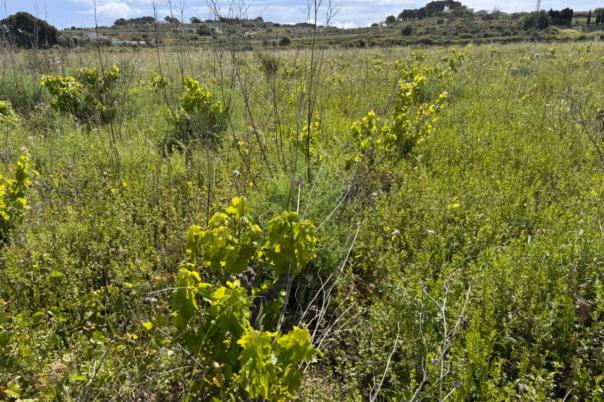 plot in Benissa