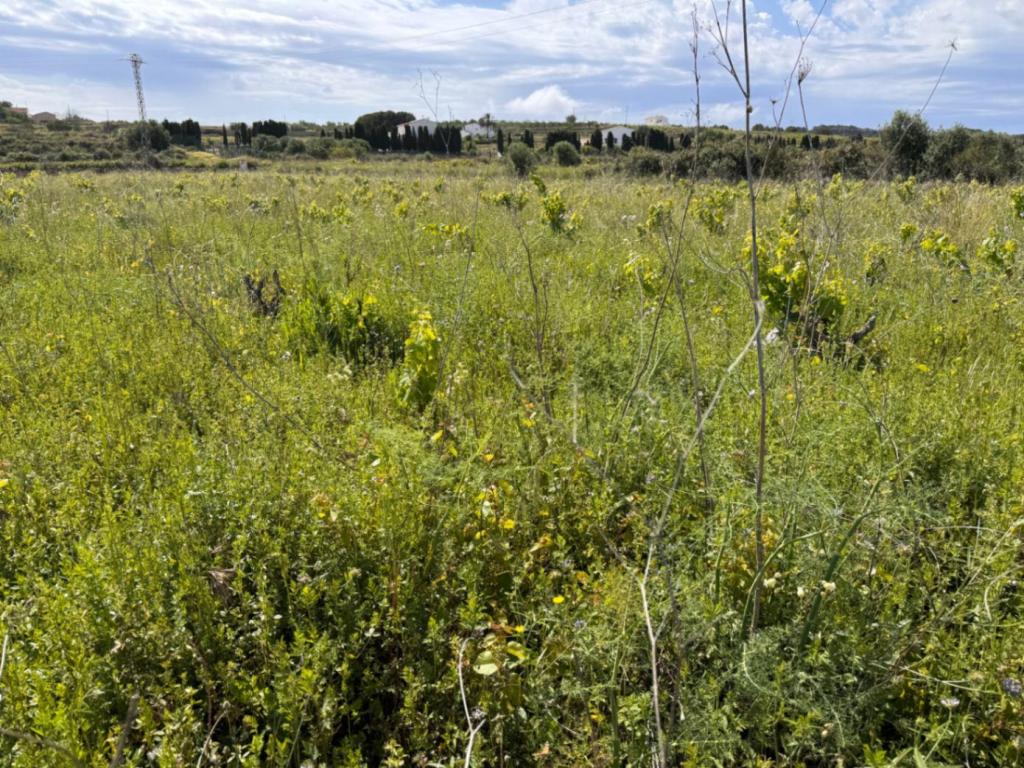 plot in Benissa