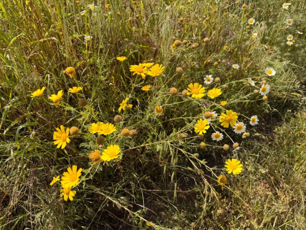 plot in Benissa