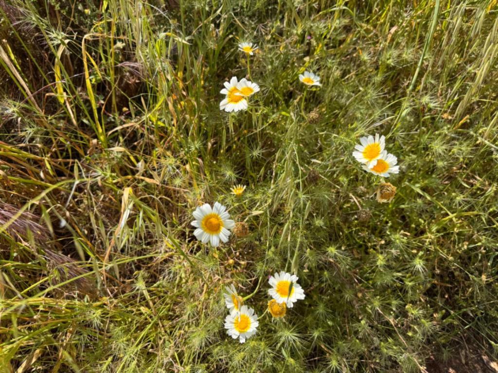 plot in Benissa