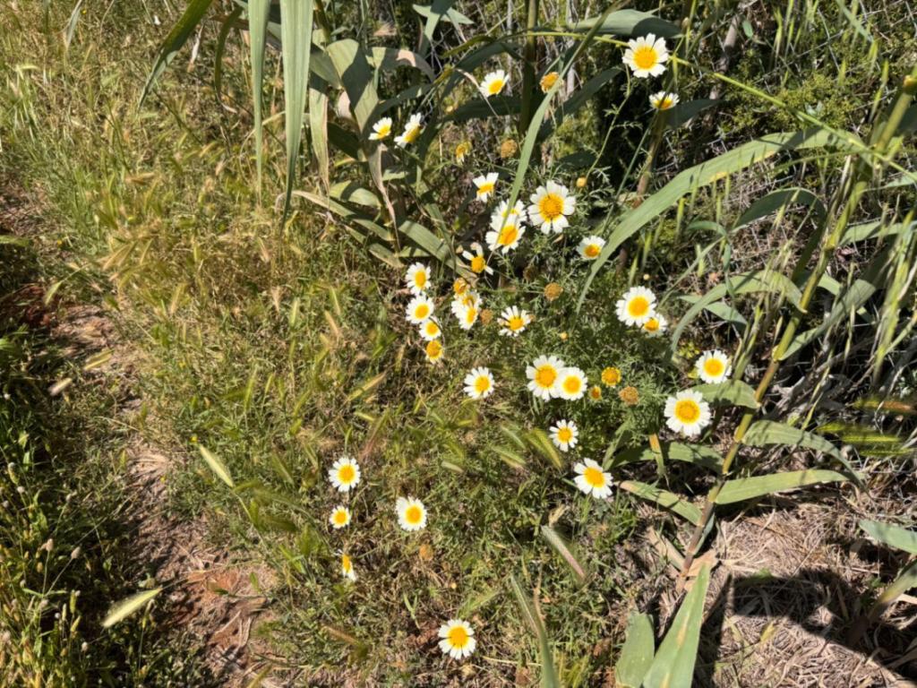 plot in Benissa