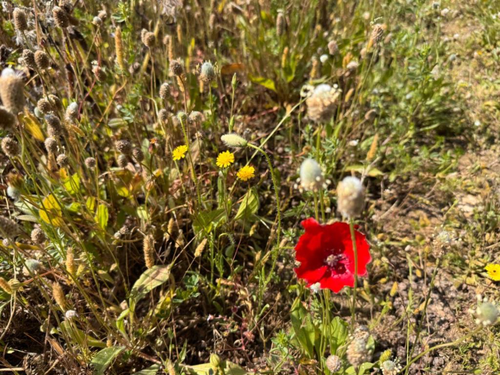 plot in Benissa