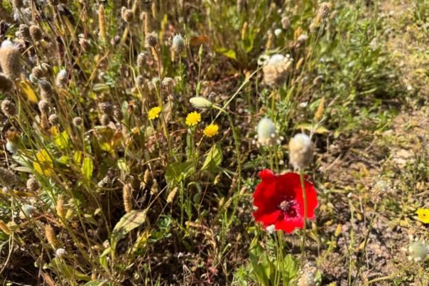plot in Benissa