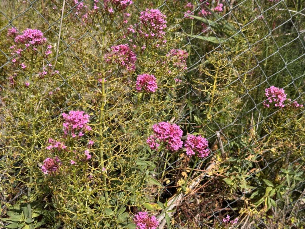 plot in Benissa