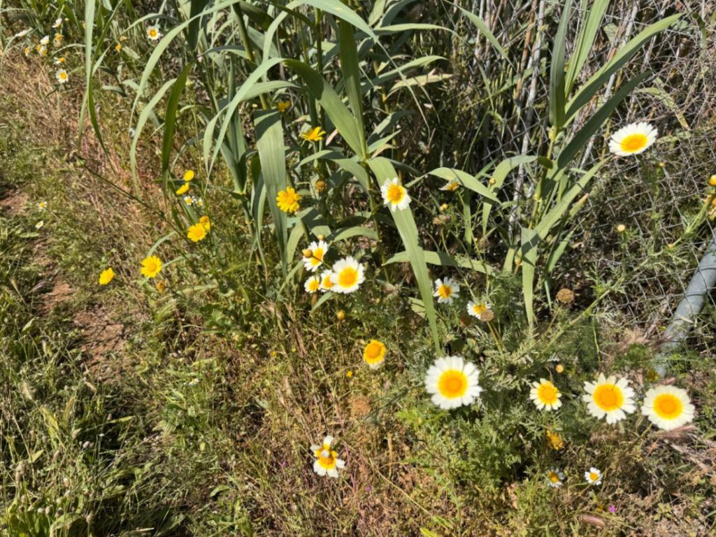 plot in Benissa