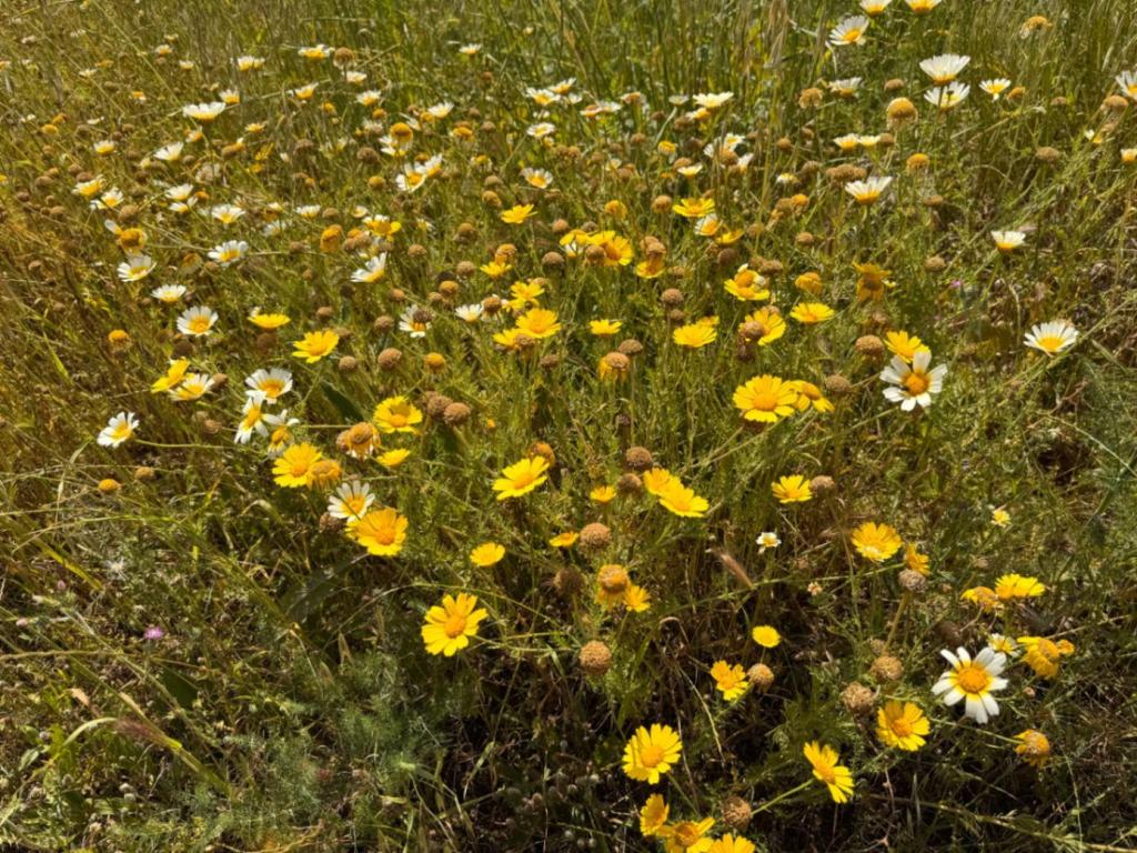 plot in Benissa
