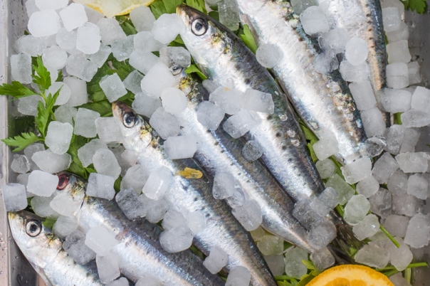 The Best Seafood Restaurants in Calpe Port