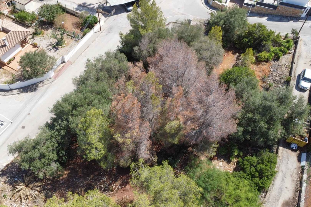 plot in Denia