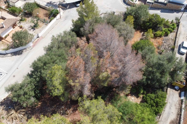plot in Denia