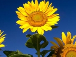 Conscious Health Natural Therapy - Laura Murphy BSc(Hons) ND. - Natural Medicine Practicioner