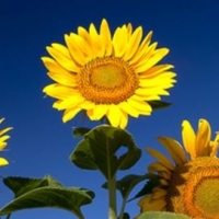 Conscious Health Natural Therapy - Laura Murphy BSc(Hons) ND. - Natural Medicine Practicioner