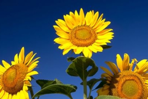 Conscious Health Natural Therapy - Laura Murphy BSc(Hons) ND. - Natural Medicine Practicioner