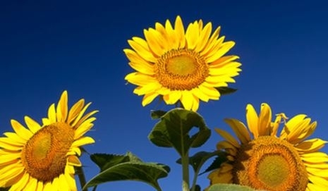 Conscious Health Natural Therapy - Laura Murphy BSc(Hons) ND. - Natural Medicine Practicioner