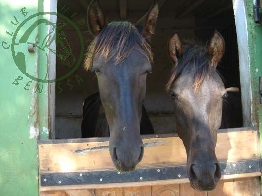 Club Hipico Benissa - Costa Blanca Horse Riding Club