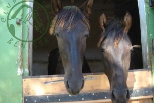 Club Hipico Benissa - Costa Blanca Horse Riding Club
