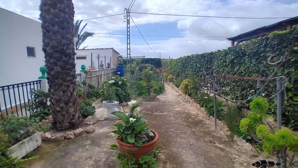 5 bed apartment in Elche/Elx