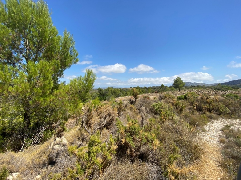 plot in Jalón