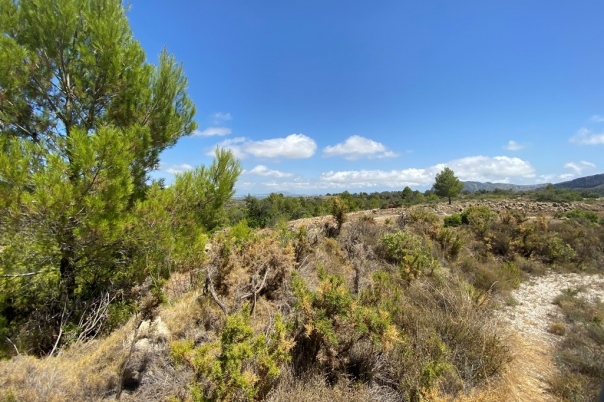 plot in Jalón