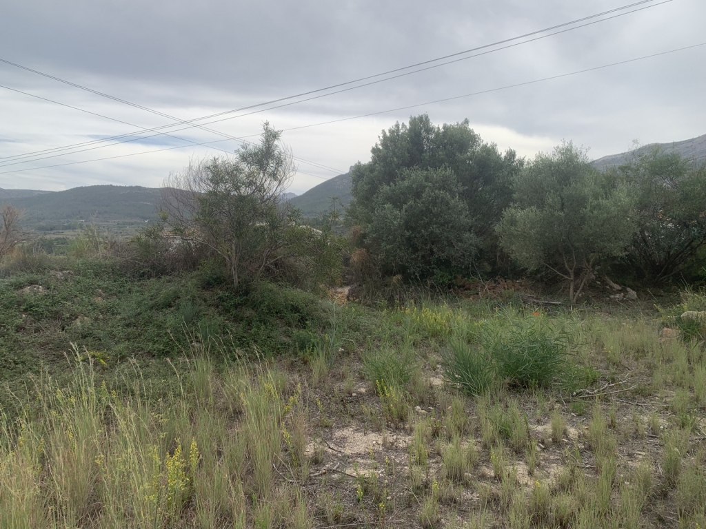 plot in Alcalali