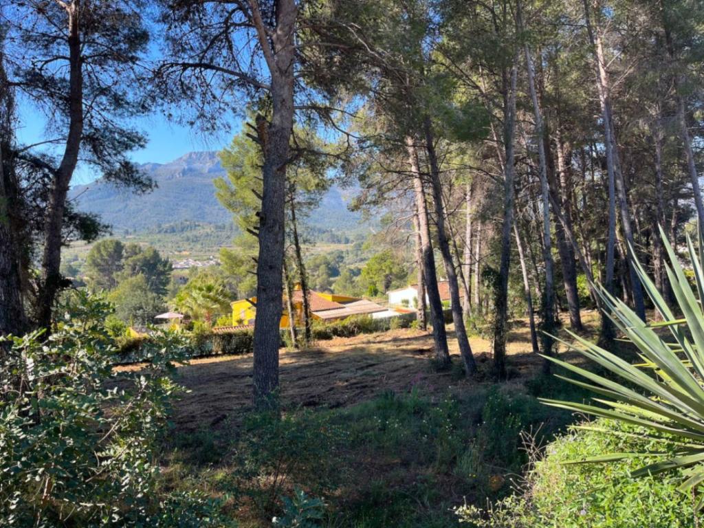 plot in Alcalalí
