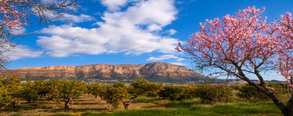 Hamiltons of London Javea - Estate Agent & Properties in Javea / Denia