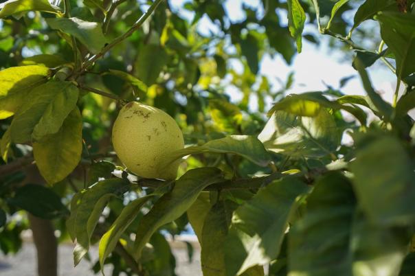 3 bed villa in Benissa