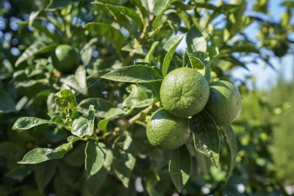 3 bed villa in Benissa