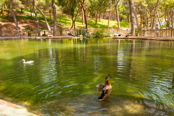 Discover Reina Sofía Park in Guardamar del Segura