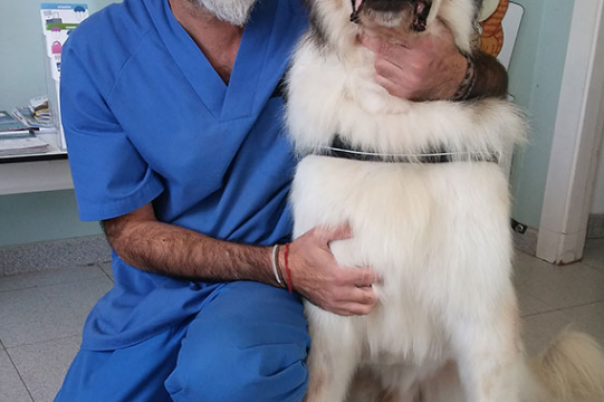 Clinica Veterinaria Aliaga - Veterinary Clinic, Kennels & Cattery