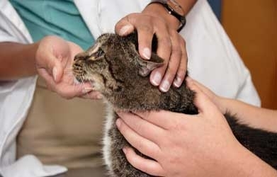 Clinica Veterinaria Aliaga - Veterinary Clinic, Kennels & Cattery