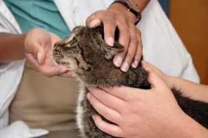 Clinica Veterinaria Aliaga - Veterinary Clinic, Kennels & Cattery