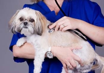 Clinica Veterinaria Aliaga - Veterinary Clinic, Kennels & Cattery