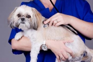 Clinica Veterinaria Aliaga - Veterinary Clinic, Kennels & Cattery