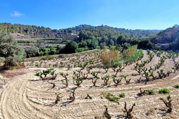 plot in Teulada