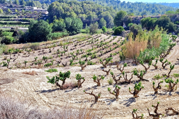 plot in Teulada