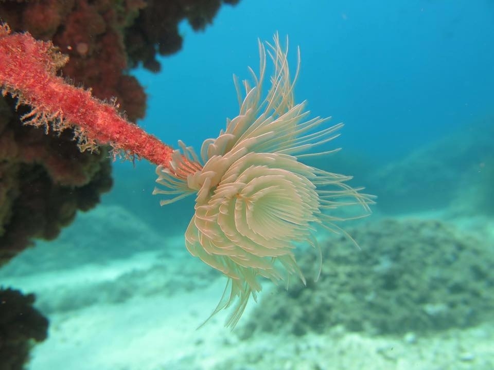Les Basetes Dive Centre - Centro de Buceo