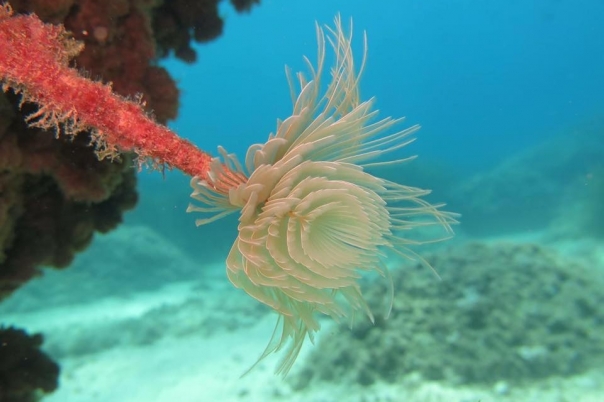 Les Basetes Dive Centre - Centro de Buceo