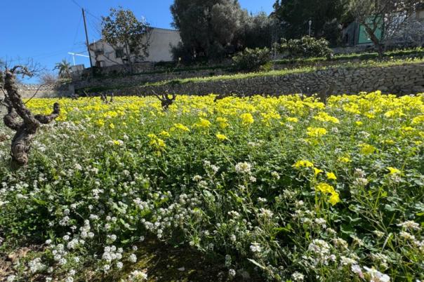 6 bed villa in Benissa